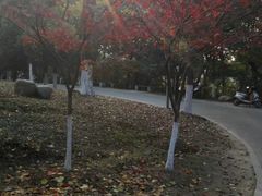 -紫金山山顶公园