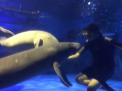 -烟台海昌鲸鲨海洋公园