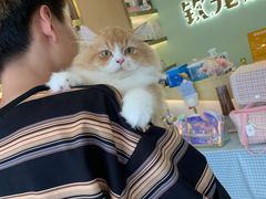 -钦宠·猫咪售卖·洗护·寄养(东圃旗舰店)