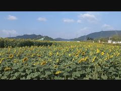 -光明小镇欢乐田园