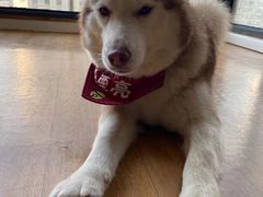 -Husky Go! 哈士奇体验馆·宠物咖啡厅狗咖