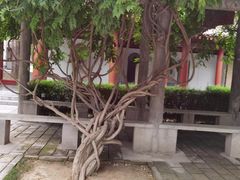 -黄帝陵