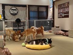 -逗柴咖啡屋·狗咖猫咖宠物桌游
