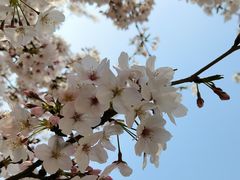 -高东镇樱花园