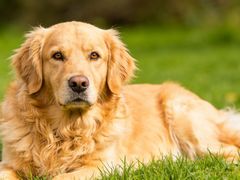 -宠物家(大兴旧宫店)