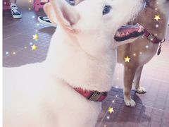 -柴犬高等学院·狗咖·柴犬售卖·宠物训练