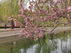 -海棠花溪(元大都城垣遗址公园)