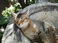 -喵屿·大理花园猫咖