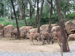 -北京野生动物园