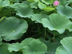 -西青郊野公园