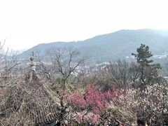 -香雪海