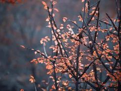 -花开海上生态园