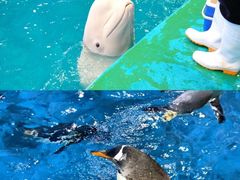 -威海华夏城景区