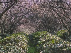 -东湖磨山景区