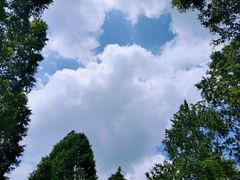 -黄海国家森林公园