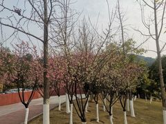 -铁山坪森林公园