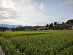 -福建土楼（华安）旅游区•大地土楼群