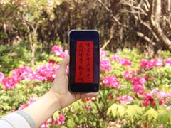 -曹州牡丹园