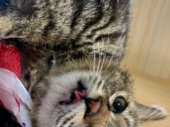 -太原东方动物医院(小店分院)