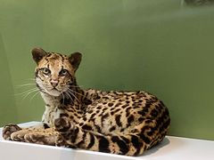 -国家自然博物馆