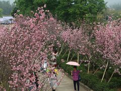 -天适樱花悠乐园