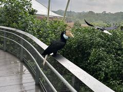 -新加坡飞禽公园