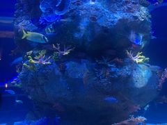 -芜湖新华联大白鲸海洋公园