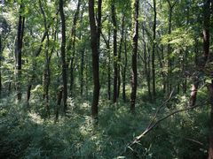 -紫金山山顶公园