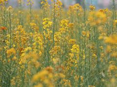 -中国天府农业博览园