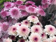 -循礼门鲜花花市(武汉循礼门店)