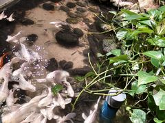 -正佳雨林生态植物园