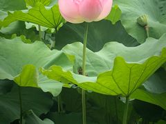 -陈家山荷花公园