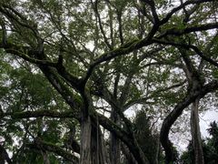 -瑞丽独树成林风景区