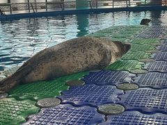 -海合安武汉极地海洋公园