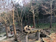 -都江堰中华大熊猫苑