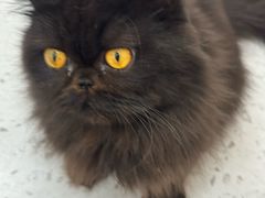 -喵园·猫主题咖啡厅·撸猫·猫咖(国贸店)