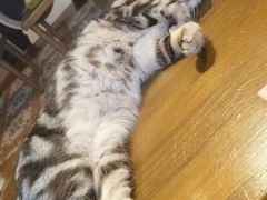 -猫猫幼稚园·撸猫·桌游·电玩