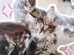 -十年猫舍·猫咪专门店(普陀店)