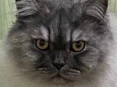 -佑安动物医院·全科·内窥镜中心(幸福巷店)