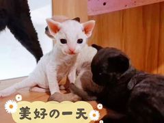 -十年猫舍·猫咪专门店(普陀店)