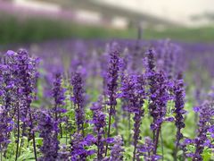 -光明小镇欢乐田园