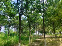 -西青郊野公园