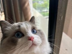 -四月宠物医院·猫专科·心脏专科·内科(转塘店)
