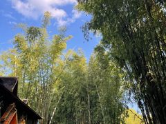 -云南勐巴娜西珍奇园