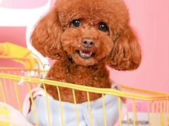 -超宠爱宠物摄影-Super pet