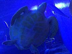 -成都浩海立方海洋公园