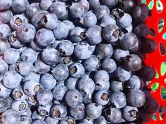 -金谷域澳洲庄园