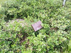 -合肥滨湖国家森林公园