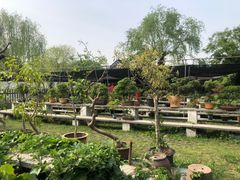 -扬州大运河文化旅游度假区·盆景园