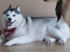 -Husky Go! 哈士奇体验馆·宠物咖啡厅狗咖